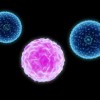 faktor resiko dan penyebab kanker darah atau leukemia pada orang dewasa dan anak-anak